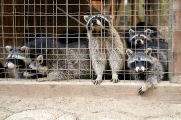 Five raccoons. Rehabilitation center for assistance and treatment of injured and homeless wild animals. Pigs in a cage. Selective focus
