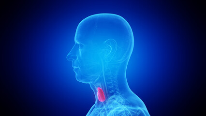3d rendered medical illustration of the thyroid gland