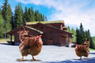 Young hen walking on green Farm