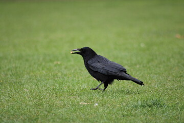 Close-up view of a black crow in a grassy park