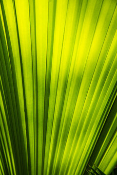 Green strip with shadow on green leaf of Fan palm tree for nature texture background concept idea
