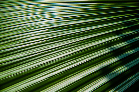 Green strip with shadow on green leaf of Fan palm tree for nature texture background concept idea
