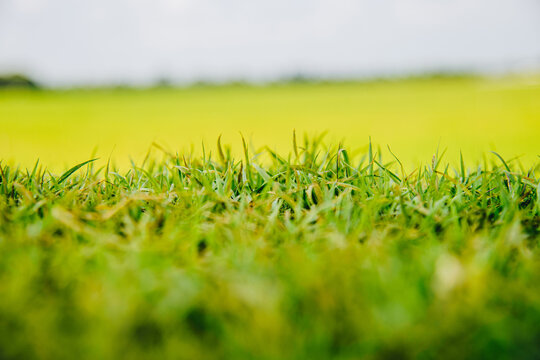 Short yellow green grass field with foreground and background for Background concept idea