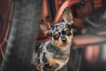 Cute merle mixed breed dog posing in urban landscape