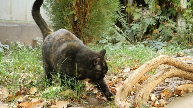 Cat buries feces with paws in an outumn leaves.  Daily biological needs.