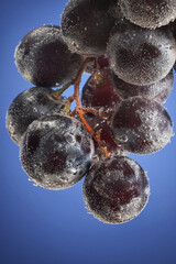 Closeup Grapes With Water Bubbles