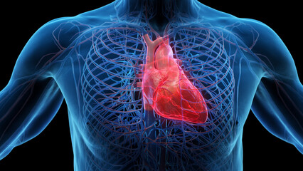 3d rendered medical illustration of the human heart highlighted in the chest