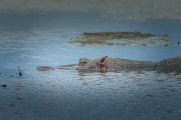 Submerged hippopotamus in a pond in the Serengeti, side view
