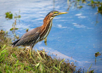Green Heron along Clear Creek in Pearland, Texas!