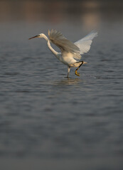 Western reef heron fishing, Bahrain