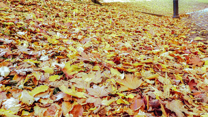 Herbstlaub Blätter bunt