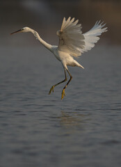 Western reef heron jumping while fishing in the morning, Bahrain