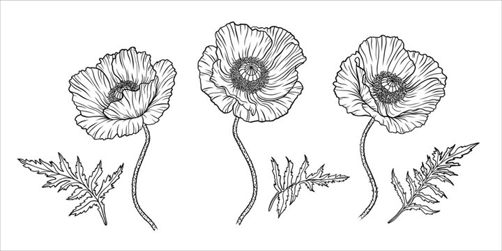 Poppy flower. Papaver. Stem and leaf. Elements for Anzac day design. Hand drawn vector illustration. Monochrome black and white ink sketch. Line art. Isolated on white background. Coloring page.