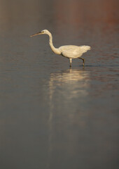 Western reef heron and reflection on water, Bahrain