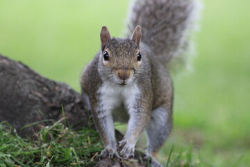 Squirrel roaming and looking for nuts in the park