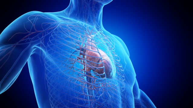 3d rendered medical illustration of the human heart in a male body