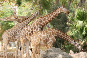 giraffe