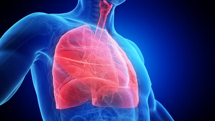 3d rendered medical illustration of an x-ray style lung