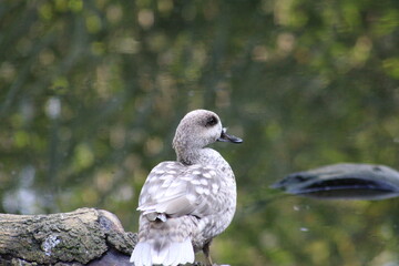 grey and white duck looking at the river