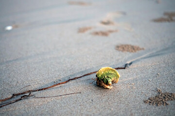 Small hermit crab from sea walking on sand beach
