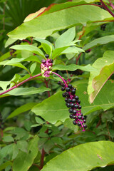 Amerikanische Kermesbeere