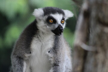 Naklejka na ściany i meble Lemur sitting on a tree looking around