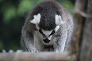 Lemur sitting on a tree looking around