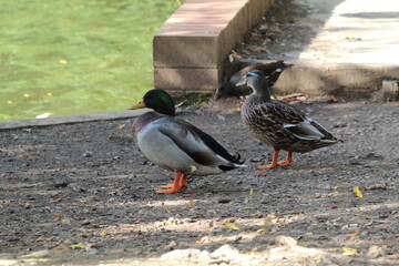 A beautiful portrait image of a Mallard Duck near the edge of a lake. Great detail and the texture can be seen on the animal's head in this image.