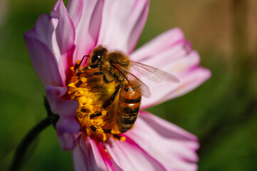 Jolie abeille sur fleur rose