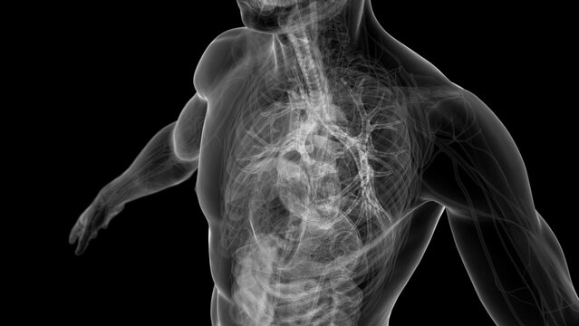 3d rendered medical illustration of an x-ray view of the thorax