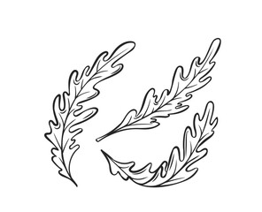 Outline arugula, levitating arugula, rocket, eruca, rucola vector illustration