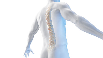 3d rendered medical illustration of the spine
