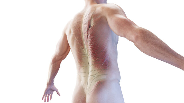 3d rendered medical illustration of the muscles of the back