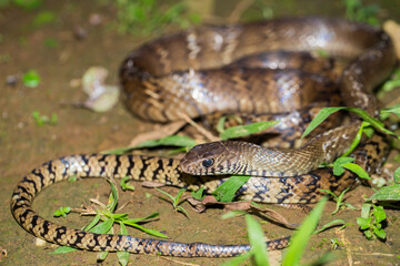 Ptyas mucosa, oriental ratsnake, Indian rat snake in the wildlife