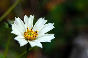 Close-up - Cosmea with white petals and yellow stamens.