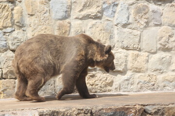 Orso