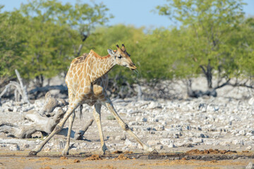 Giraffe (Giraffa camelopardalis), adult drinking at waterhole,  Etosha National Park, Namibia. © andreanita