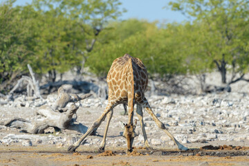 Giraffe (Giraffa camelopardalis), adult drinking at waterhole,  Etosha National Park, Namibia. © andreanita