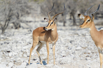 Black-faced Impala (Aepyceros melampus), at a waterhole, Etosha National Park, Namibia