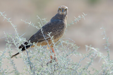 Pale chanting goshawk (Melierax canorus), juvenile, Etosha National Park, Namibia.