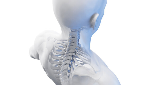 3d rendered medical illustration of a posterior view of the skeletal neck