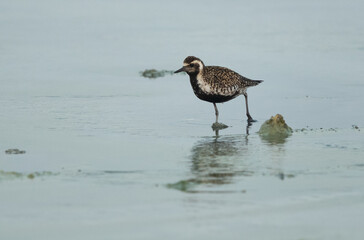 Pacific golden plover fetching food at Arad coast of Bahrain
