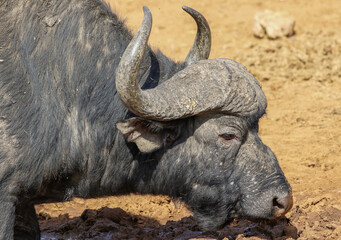 Cape or African Buffalo Bull, Pilanesberg National Park, South Africa