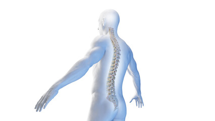3d rendered medical illustration of the spine - obrazy, fototapety, plakaty
