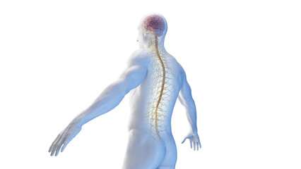 3d rendered medical illustration of the spinal cord and thorax nerves
