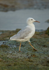 Closeup of a Sender-billed gull at Arad coast, Bahrain