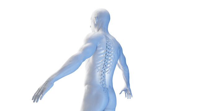 3d rendered medical illustration of posterior skeletal anatomy