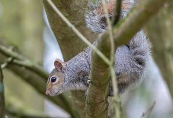 Grey Squirrel
