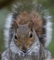 Grey Squirrel