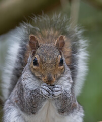 Grey Squirrel